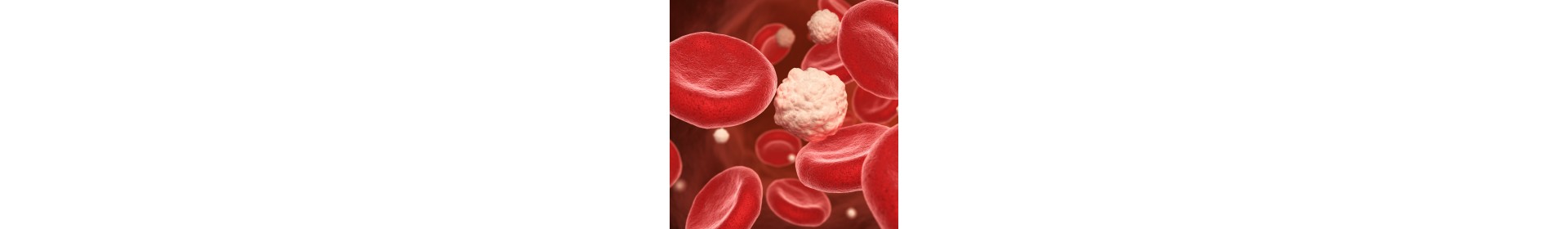 Circulation Sanguine