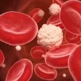Circulation Sanguine